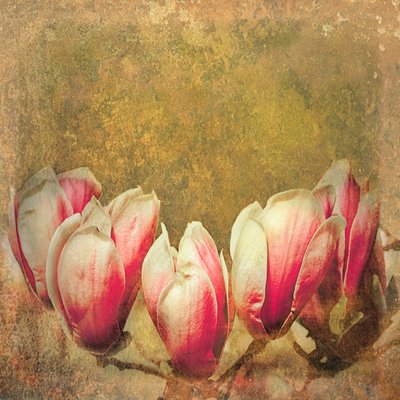 Magnolia vintage, 2019 - Helen White