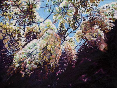 Glycine blanche - Helen White