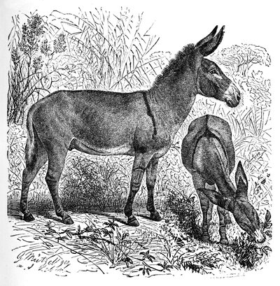 Âne sauvage africain - Helena J. Maguire