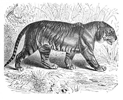 Tigre du Bengale, vers 1900 - Helena J. Maguire