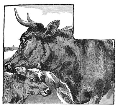 Vache et veau, vers 1900 - Helena J. Maguire