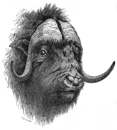Bœuf musqué, vers 1900 - Helena J. Maguire