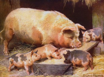 Truie et porcelets - Helena J. Maguire