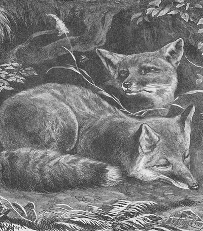 Le renard à la maison - Helena J. Maguire