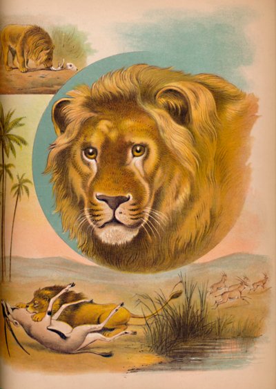 Le Lion - Helena J. Maguire
