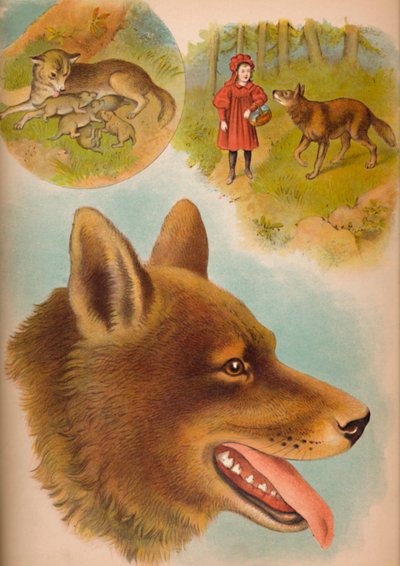 Le loup, vers 1900 - Helena J. Maguire
