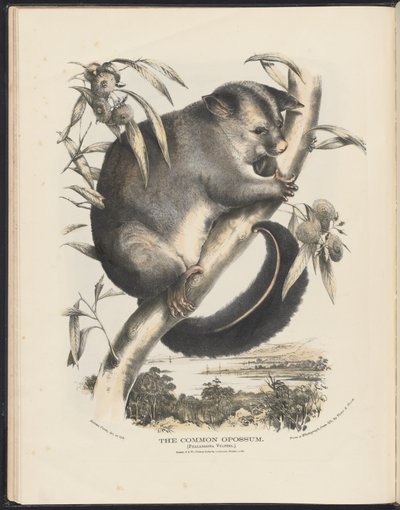 Mammifères d