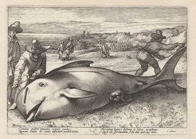 Deux hommes mesurant une baleine échouée - Hendrick Goltzius (workshop of)