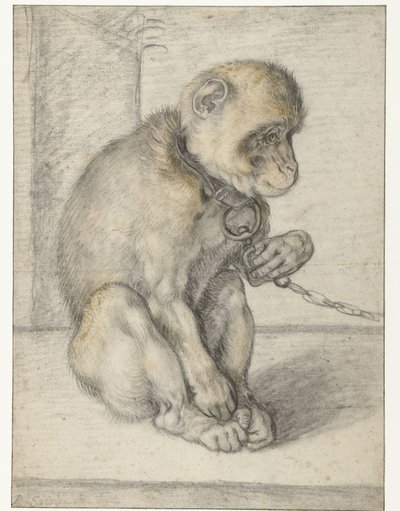 Singe assis enchaîné - Hendrick Goltzius