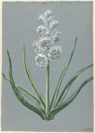 Hyacinthe Margrave Charles de Bade-Durlach - Hendrik Budde