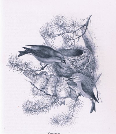Becs-croisés, Nature en Grande-Bretagne publiée par Collins, 1946 - Hendrik Gronvold