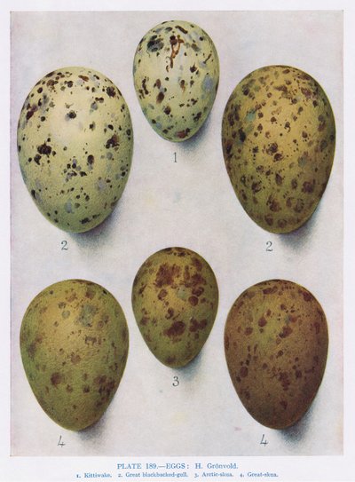 Œufs : Mouette rieuse : Goéland commun : etc., illustration de 