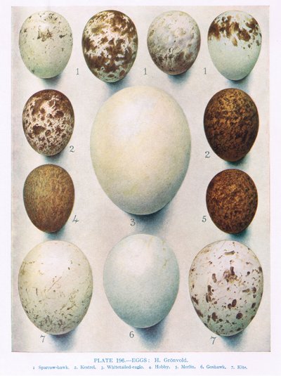 Œufs : Busard de Montagu : Busard des roseaux : etc., illustration de 