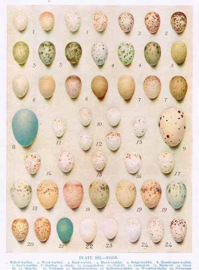 Œufs: Grimpereau: Troglodyte: etc., illustration de 