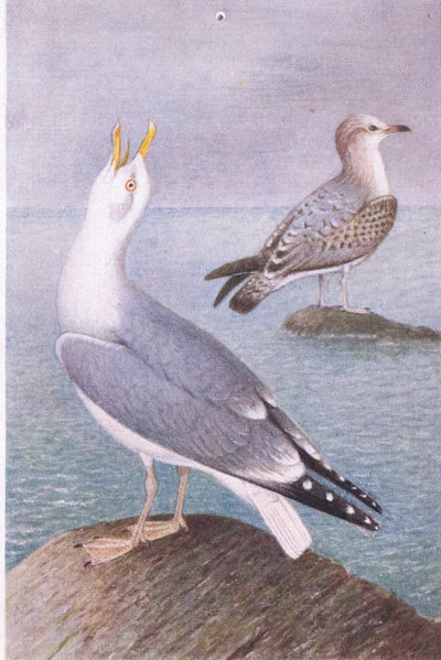 Goéland Argenté, Cartes Postales, Années 1930 - Hendrik Gronvold