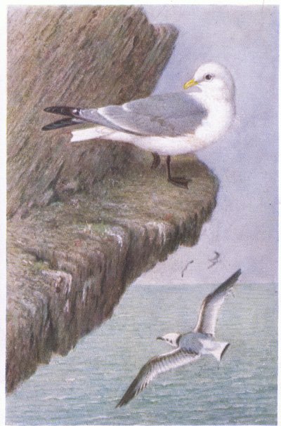 Mouette Tridactyle, Cartes Postales, Années 1930 - Hendrik Gronvold