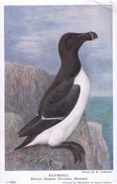 Petit Pingouin, Cartes Postales, Années 1930 - Hendrik Gronvold