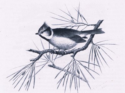 Mésanges huppées écossaises, Nature en Grande-Bretagne publiée par Collins, 1946 - Hendrik Gronvold