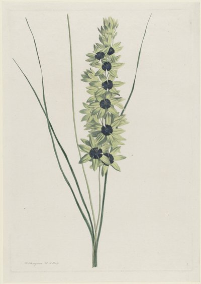 Iris africain (Ixia maculata viridis) - Hendrik Schwegman