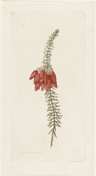 Fleurs (Erica Mammosa) - Hendrik Schwegman