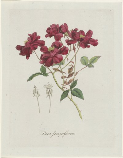 Rose de Chine (Rosa chinensis Jacq.) - Hendrik Schwegman