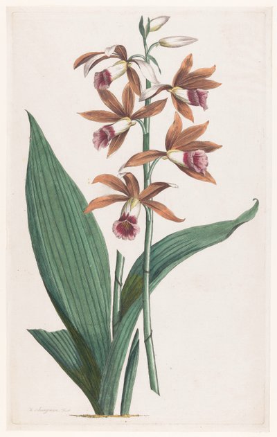 Orchidée des marais - Hendrik Schwegman