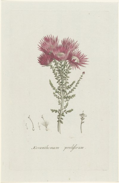 Phaenocoma prolifera Xeranthemum proliferum - Hendrik Schwegman