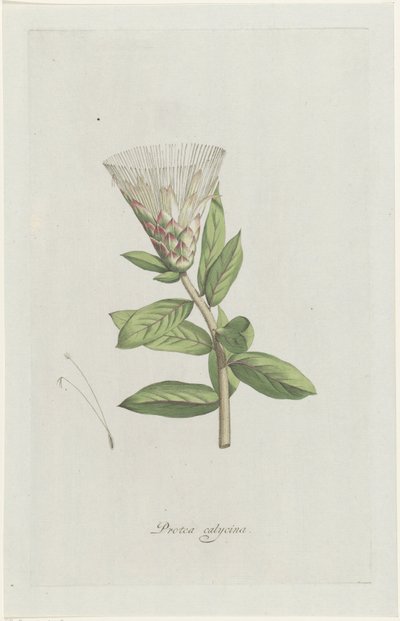 Protéa - Hendrik Schwegman