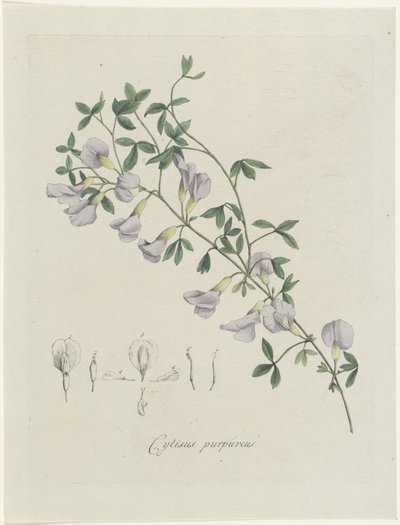 Genêt pourpre - Hendrik Schwegman