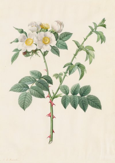 Églantier ou Rosier des chiens Rosa Leucantha, 1817-1824 - Pierre Joseph Redouté