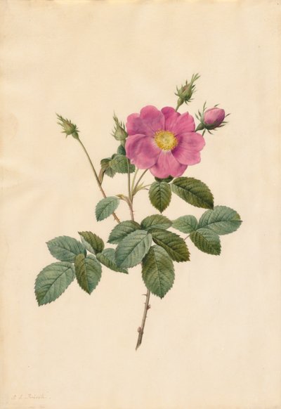 Rose chou Rosa Centifolia Simplex, 1817-1824 - Pierre Joseph Redouté