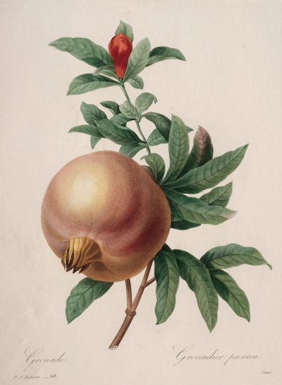 Choix des plus belles fleurs...plus beaux fruits: Grenade, 1827 - Pierre Joseph Redouté