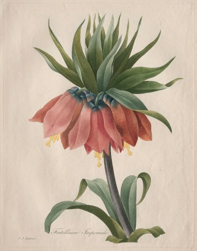 Fritillaire impériale, 1827 - Pierre Joseph Redouté