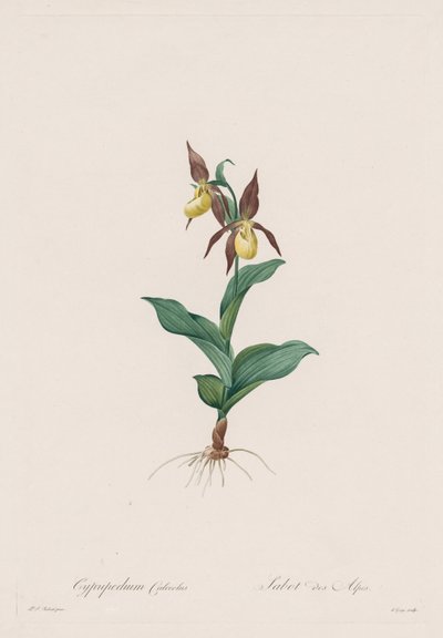 Les Liliacées : Cypripedium calceolus, 1802-1816 - Pierre Joseph Redouté