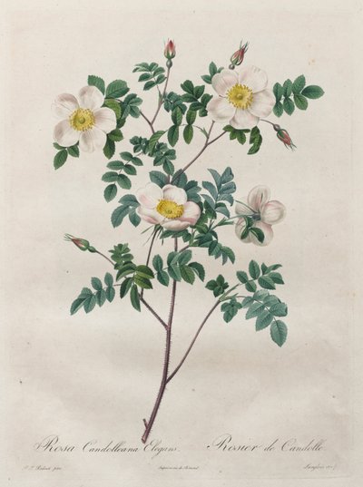 Les Roses : Rosa Candolleana Elegans, 1817-1824 - Pierre Joseph Redouté
