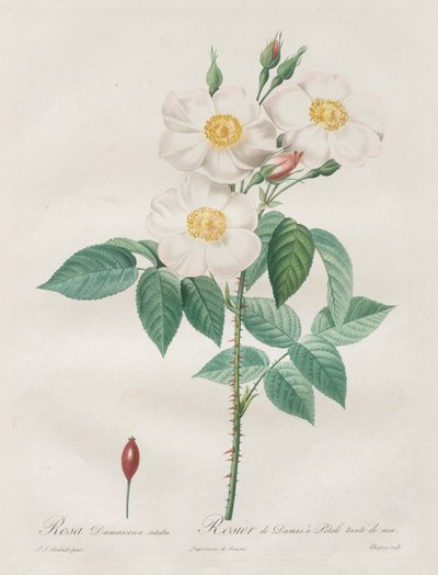 Les Roses : Rosa Damascena, subalba, 1817-1824 - Pierre Joseph Redouté