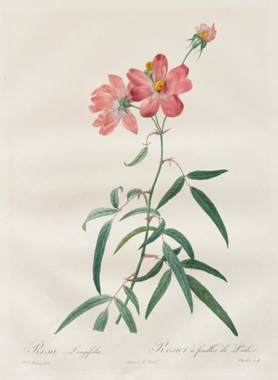 Les Roses : Rosa Longifolia, 1817-1824 - Pierre Joseph Redouté