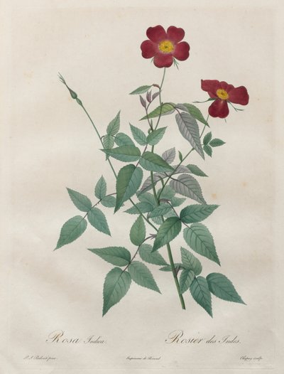 Les Roses: Rosa indica - Pierre Joseph Redouté