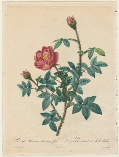 Rose mousse - Pierre Joseph Redouté