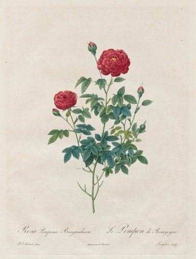 Rose Pompon, 1817-1824 - Pierre Joseph Redouté