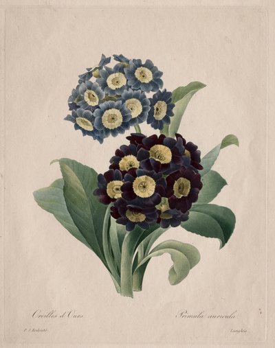 Primula auricula, 1827 - Pierre Joseph Redouté