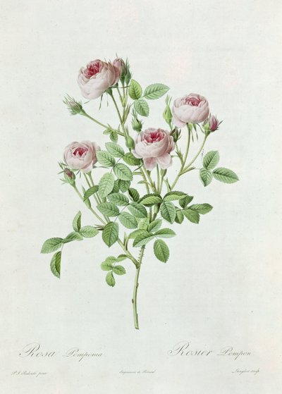 Rosa Pomponia, de 