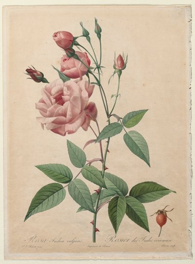 Les Roses: Rose de Chine ou du Bengale, 1817-1824 - Pierre Joseph Redouté