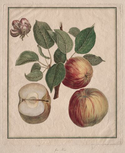 Pomme avec feuille et fleur de fruit, 1768 - Henri Louis Duhamel du Monceau
