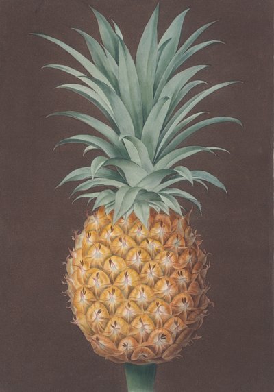 Le pin Antigua vert à feuilles lisses, 1807 - Henri Merke