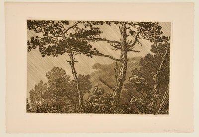 [Arbres sous l