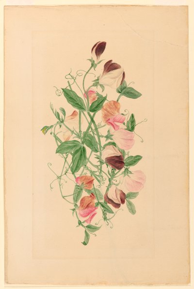 Dessin, pois de senteur, 1875 - Henrietta Benson Homer