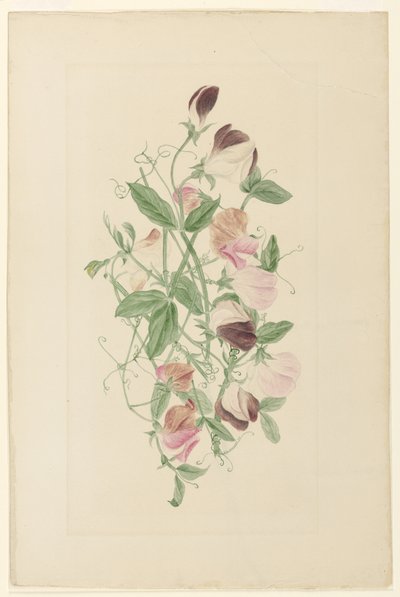 Pois de senteur - Henrietta Benson Homer