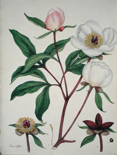 Paeonia Albiflora, de 