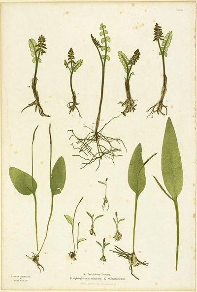 Gravure sur nature des fougères Moonwort et Adder